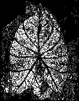 Das Blatt